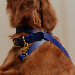 Pet Leash - Sabah Blue