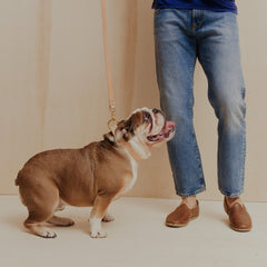 Pet Collar - Veg Tan